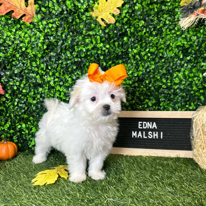 Female Malshi puppy named Edna for sale at Pet Express Braintree.