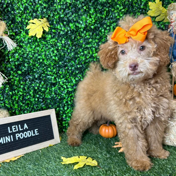 Female Poodle (Mini) puppy named Leila for sale at Pet Express Braintree.