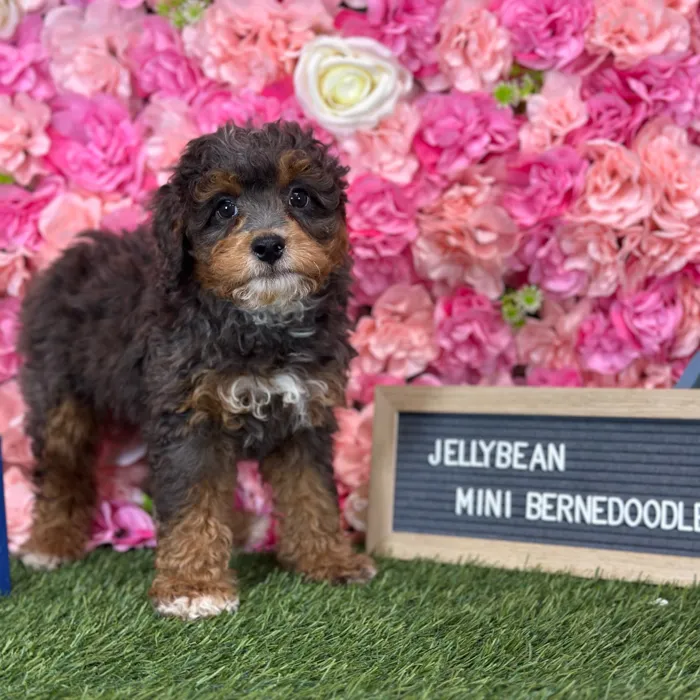 Female Mini Bernedoodle 2Nd Gen puppy named Jellybean for sale at Pet Express Saugus.