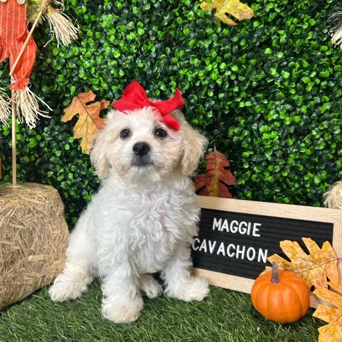 Female Cavachon puppy named Maggie for sale at Pet Express Braintree.
