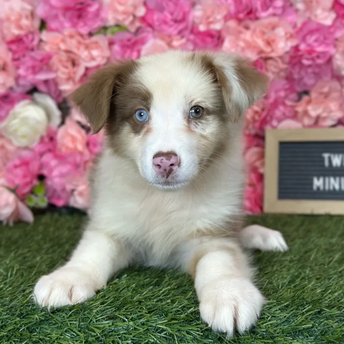 Female Miniature Australian Shepherd puppy named Twixie for sale at Pet Express Saugus.
