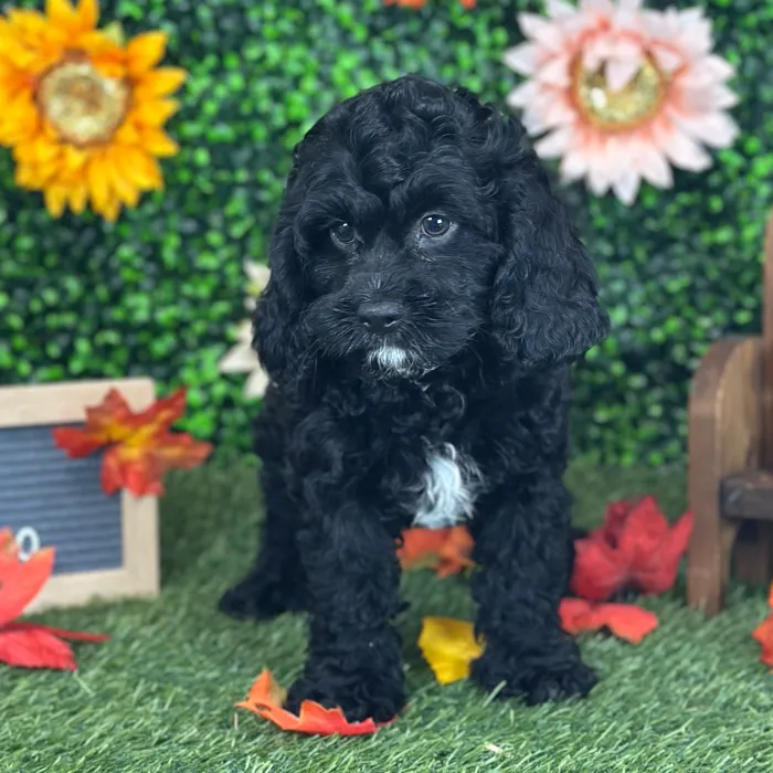 Male Cavapoo puppy named Pappy for sale at Pet Express Saugus.