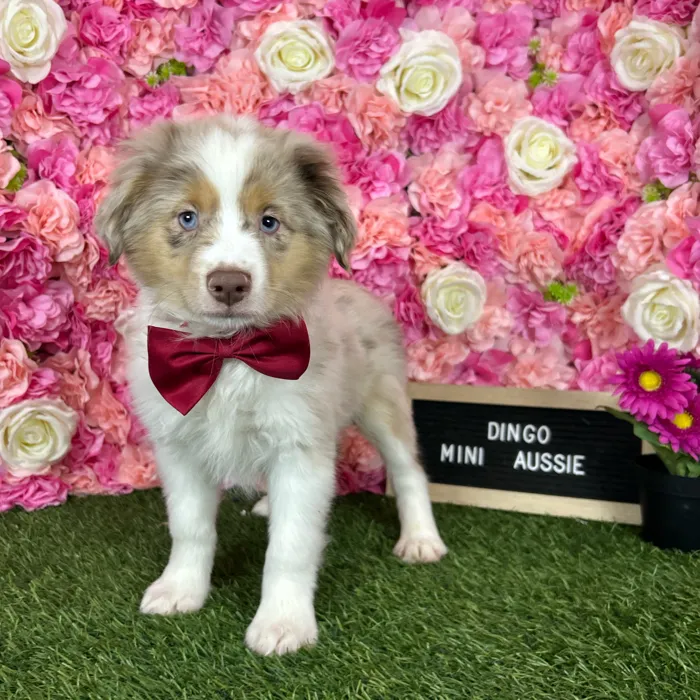 Male Miniature Australian Shepherd puppy named Dingo for sale at Pet Express Braintree.