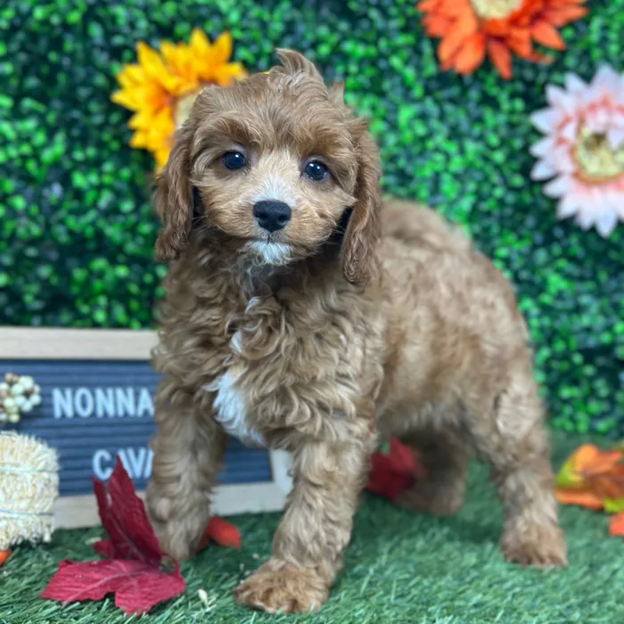 Female Cavapoo 2Nd Gen puppy named Nonna for sale at Pet Express Saugus.