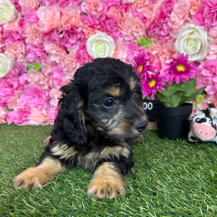 Female Doxie-Poo puppy named Bailey for sale at Pet Express Braintree.