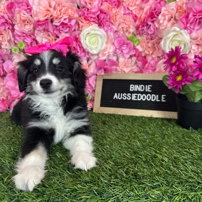 Female Aussiedoodle 2Nd Gen puppy named Bindie for sale at Pet Express Braintree.