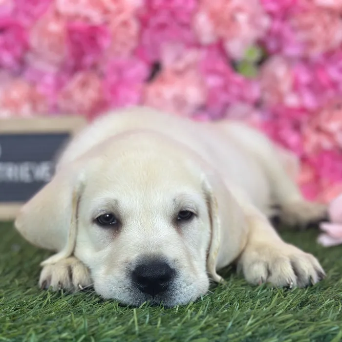 Male Labrador Retriever puppy named Lloyd for sale at Pet Express Saugus.