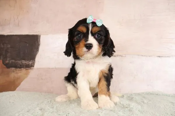 Female Cavalier King Charles Spaniel puppy named Yaya for sale at Pet Express Saugus.