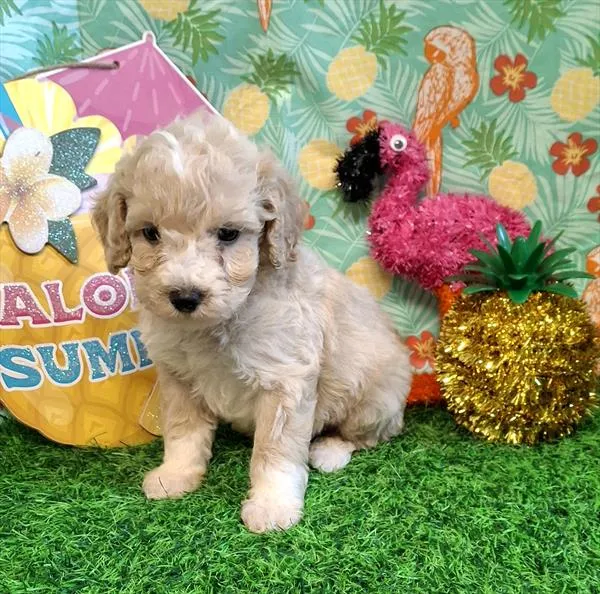 Male Poodle (Mini) puppy named Chester for sale at Pet Express Saugus.