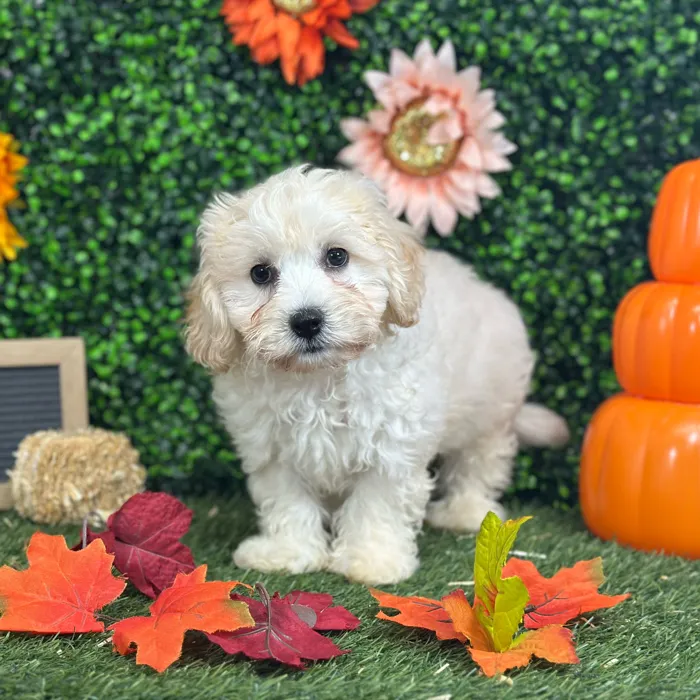Male Cavachon puppy named Herm for sale at Pet Express Saugus.