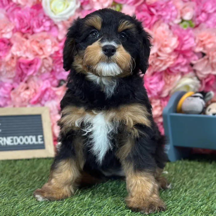 Female Mini Bernedoodle 2Nd Gen puppy named Pixie for sale at Pet Express Saugus.