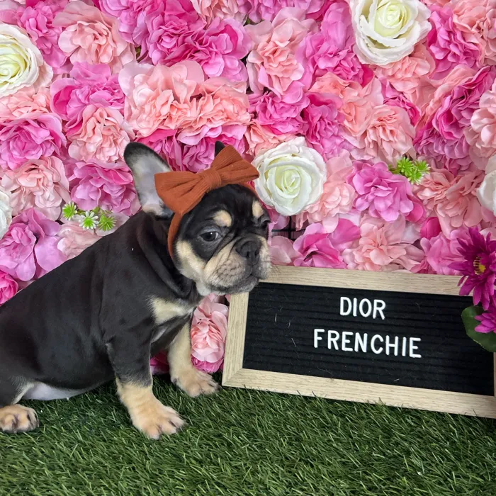 Female French Bulldog puppy named Dior for sale at Pet Express Braintree.