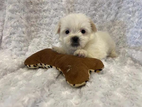 Female Malshi puppy named Edna for sale at Pet Express Braintree.