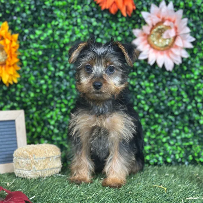 Male Yorkshire Terrier puppy named Lil' Pete for sale at Pet Express Saugus.