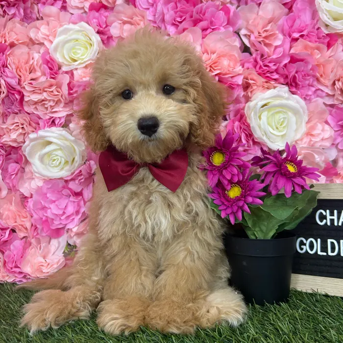Male Mini Goldendoodle 2Nd Gen puppy named Charles for sale at Pet Express Braintree.