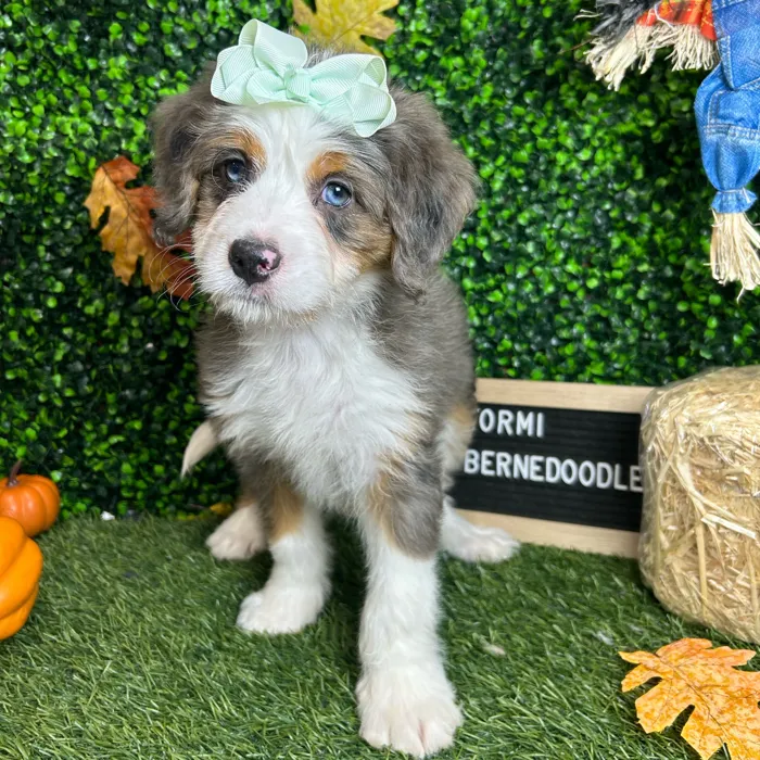Female Mini Bernedoodle puppy named Stormi for sale at Pet Express Braintree.