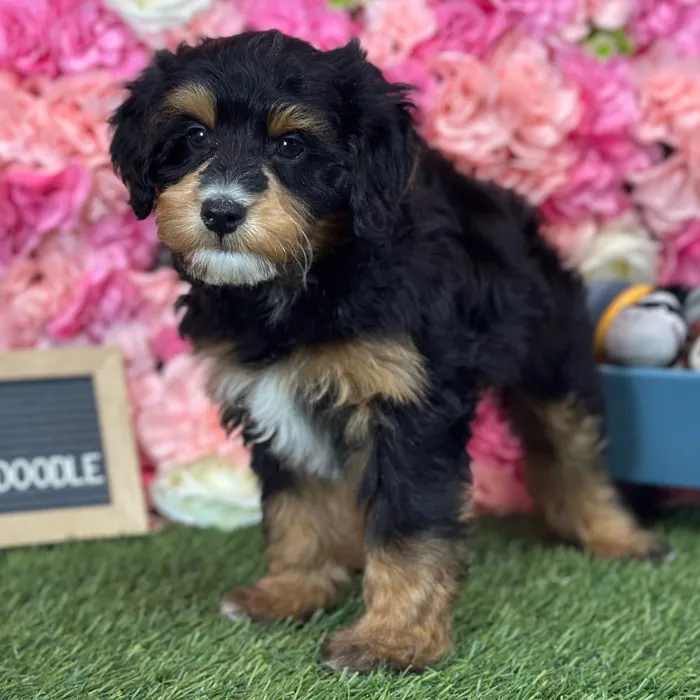 Female Mini Bernedoodle 2Nd Gen puppy named Pixie for sale at Pet Express Saugus.