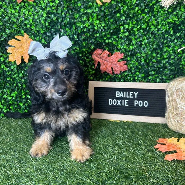 Female Doxie-Poo puppy named Bailey for sale at Pet Express Braintree.