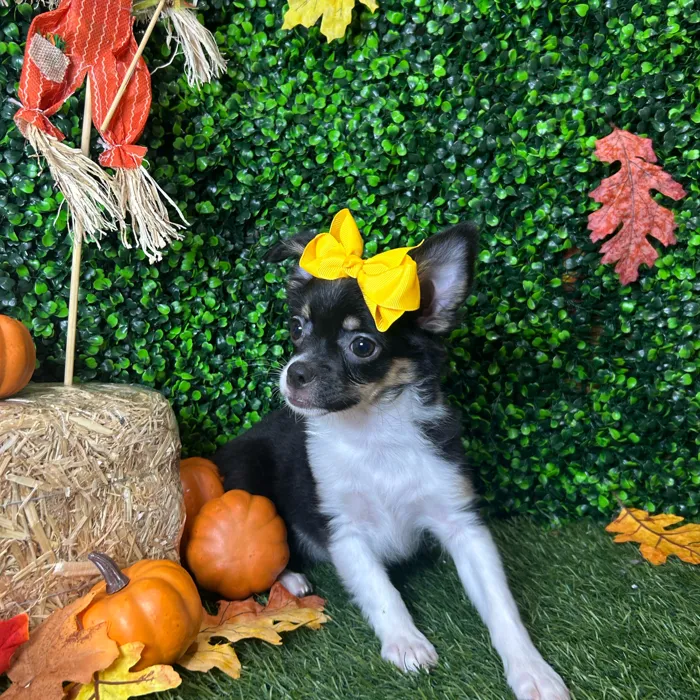 Female Chihuahua puppy named Mollie for sale at Pet Express Braintree.