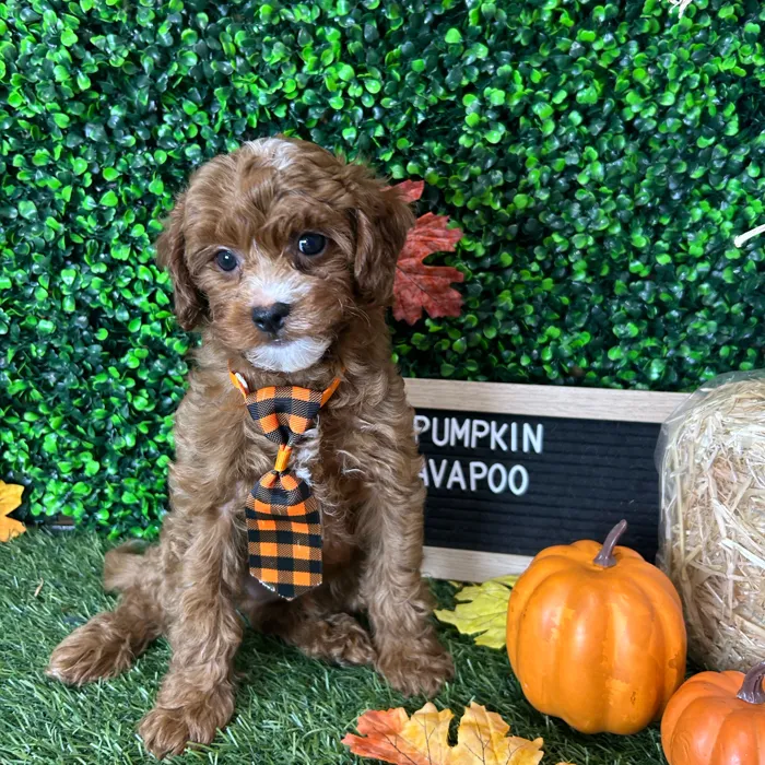 Male Cavapoo 2Nd Gen puppy named Pumpkin for sale at Pet Express Braintree.