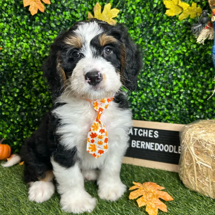 Male Mini Bernedoodle puppy named Patches for sale at Pet Express Braintree.