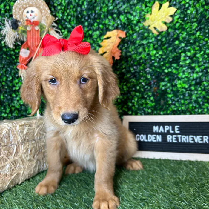 Female Golden Retriever puppy named Maple for sale at Pet Express Braintree.