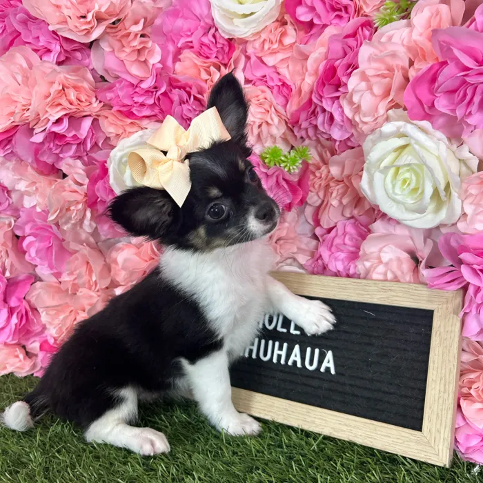Female Chihuahua puppy named Mollie for sale at Pet Express Braintree.