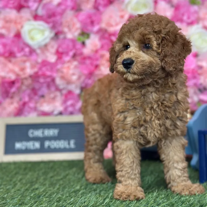 Female Poodle Moyen (Medium) puppy named Cherry for sale at Pet Express Saugus.