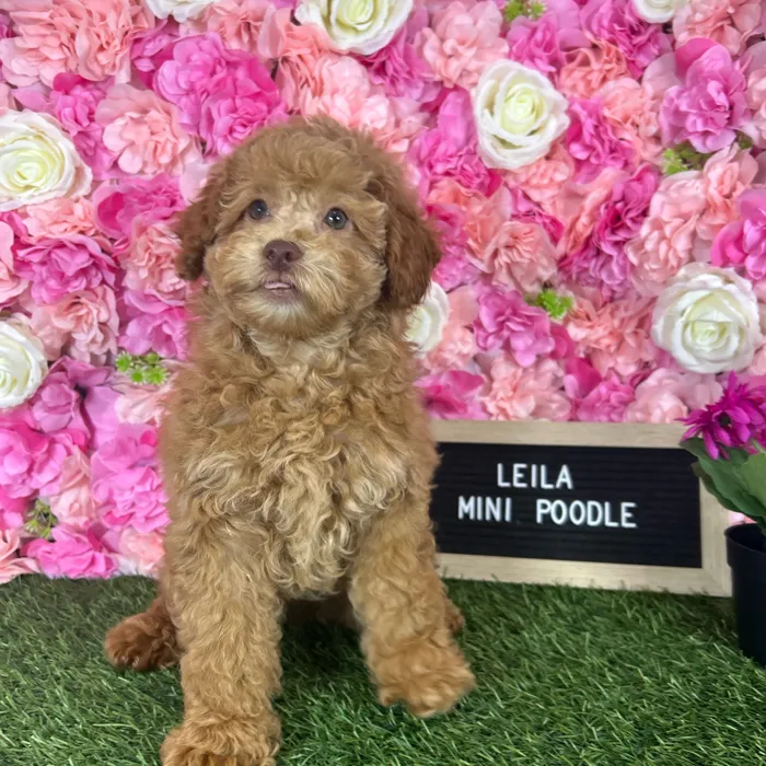 Female Poodle (Mini) puppy named Leila for sale at Pet Express Braintree.