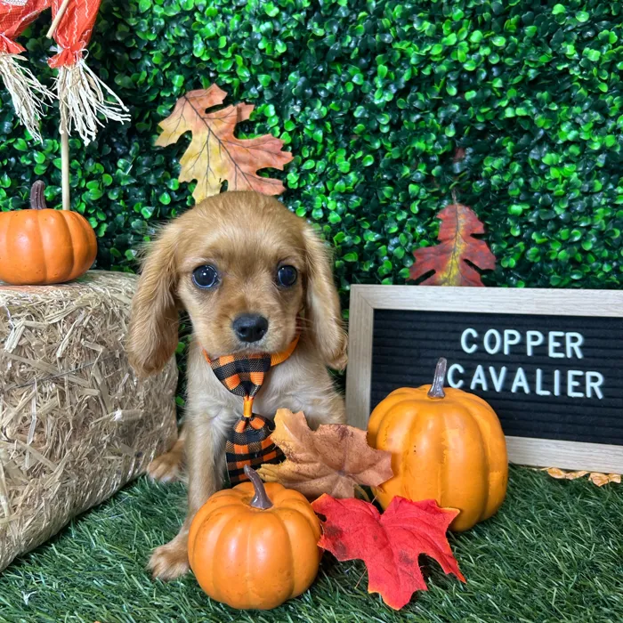 Male Cavalier King Charles Spaniel puppy named Copper for sale at Pet Express Braintree.