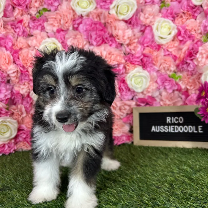 Male Aussiedoodle 2Nd Gen puppy named Rico for sale at Pet Express Braintree.