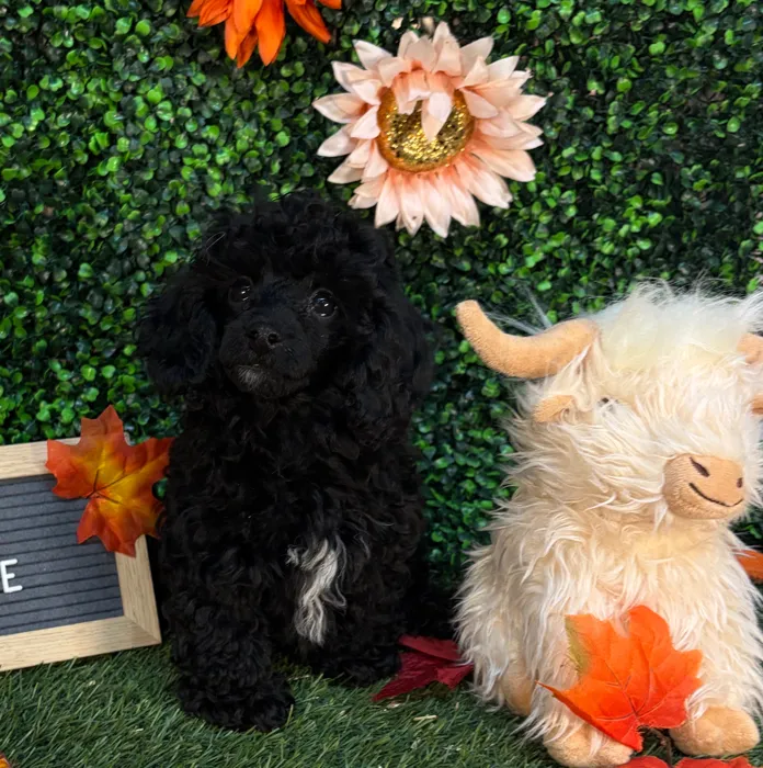 Female Poodle (Mini) puppy named Tootsie for sale at Pet Express Saugus.