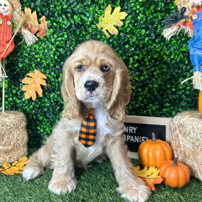 Male Cocker Spaniel puppy named Henry for sale at Pet Express Braintree.