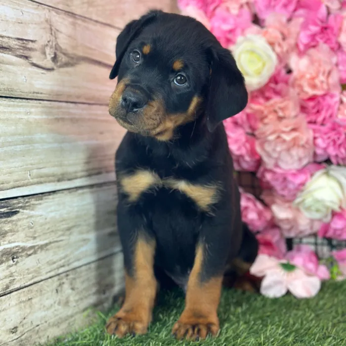 Male Rottweiler puppy named Dean for sale at Pet Express Saugus.
