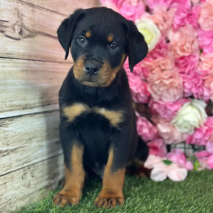 Male Rottweiler puppy named Dean for sale at Pet Express Saugus.