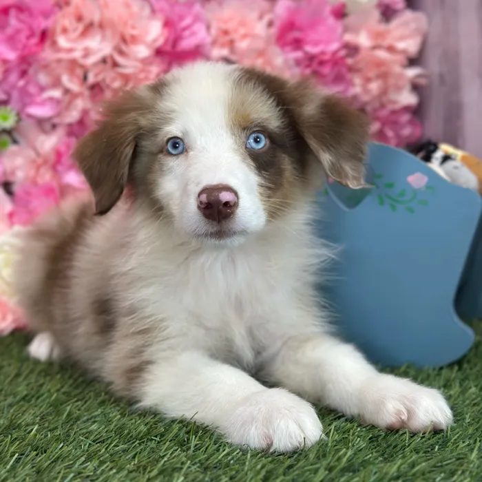 Male Miniature Australian Shepherd puppy named Rolo for sale at Pet Express Saugus.