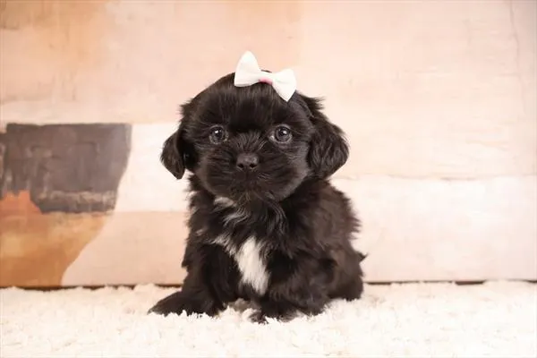 Female Shih Tzu puppy named Lexus for sale at Pet Express Braintree.