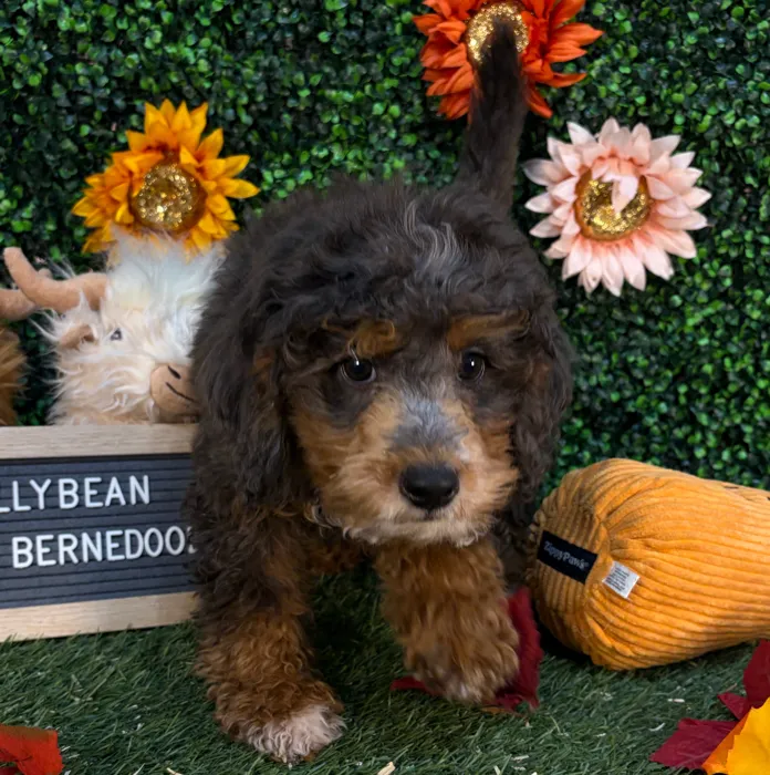 Female Mini Bernedoodle 2Nd Gen puppy named Jellybean for sale at Pet Express Saugus.