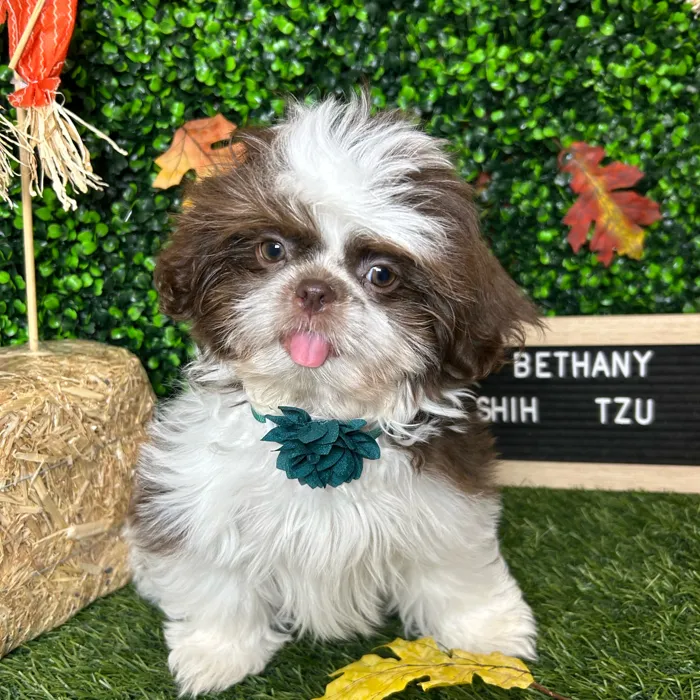 Female Shih Tzu puppy named Bethany for sale at Pet Express Braintree.