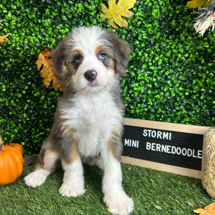 Female Mini Bernedoodle puppy named Stormi for sale at Pet Express Braintree.