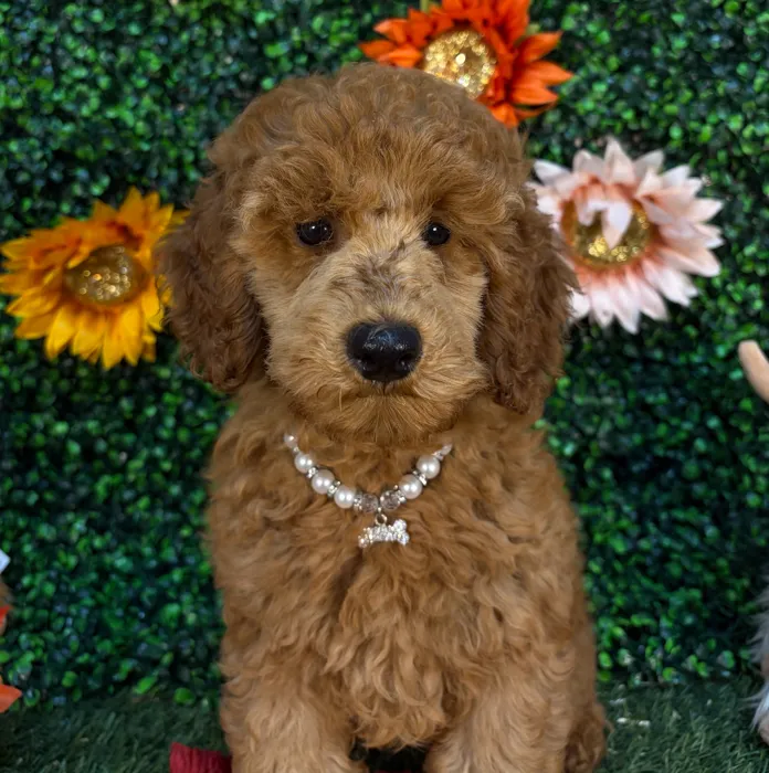 Female Poodle Moyen (Medium) puppy named Cherry for sale at Pet Express Saugus.