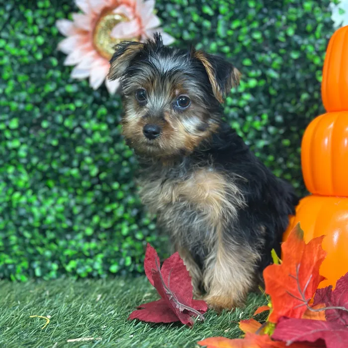 Male Yorkshire Terrier puppy named Lil' Pete for sale at Pet Express Saugus.