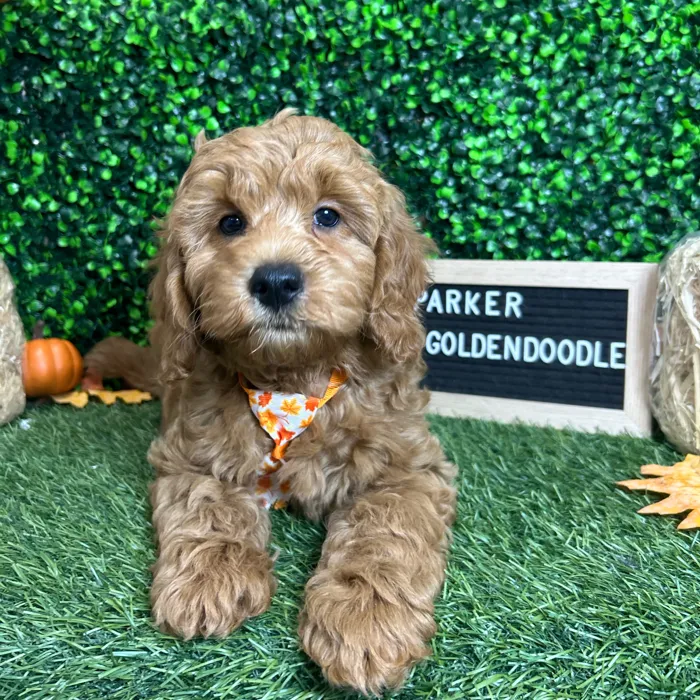 Male Mini Goldendoodle 2Nd Gen puppy named Parker for sale at Pet Express Braintree.