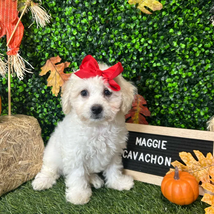 Boston Computer Store Cavachon For Sale | Pet Express Braintree