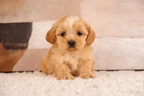 Male Shih Tzu puppy named Tanner for sale at Pet Express Saugus.