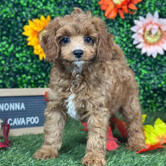 Female Cavapoo 2Nd Gen puppy named Nonna for sale at Pet Express Saugus.