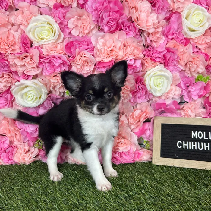 Female Chihuahua puppy named Mollie for sale at Pet Express Braintree.