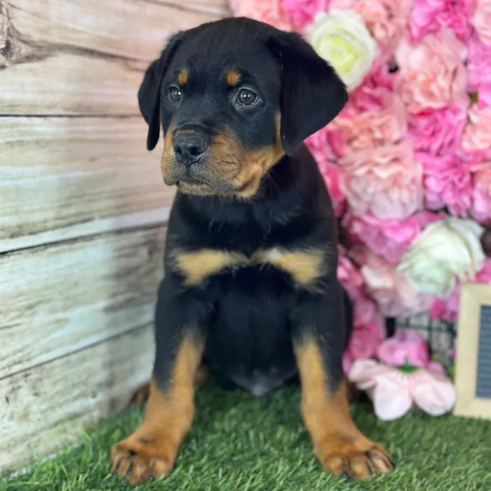 Male Rottweiler puppy named Dean for sale at Pet Express Saugus.