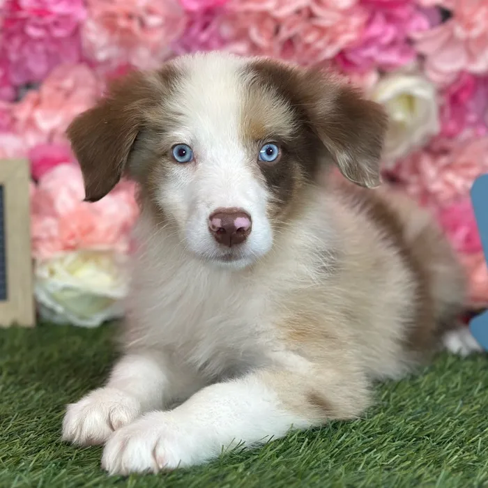 Male Miniature Australian Shepherd puppy named Rolo for sale at Pet Express Saugus.