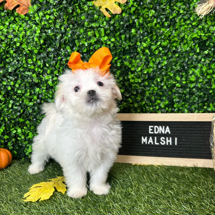 Female Malshi puppy named Edna for sale at Pet Express Braintree.